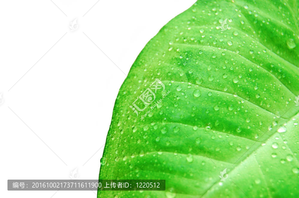 鲜绿叶上的水滴。白色背景中分离