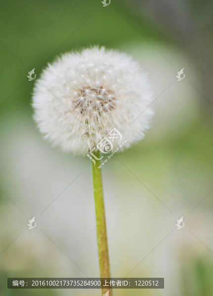 蒲公英的種子