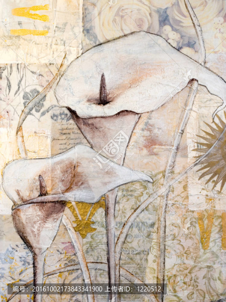 繪畫的Calla,Lily