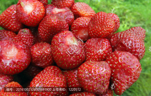草莓