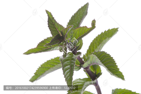 新鮮的薄荷