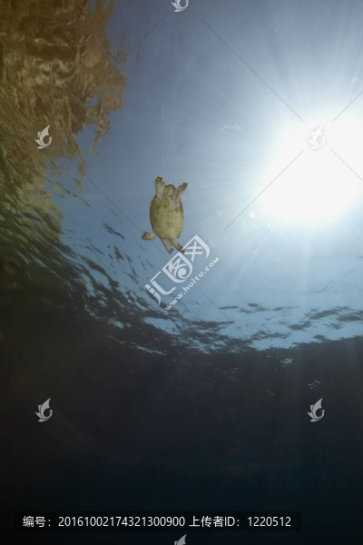 海洋；珊瑚、玳瑁