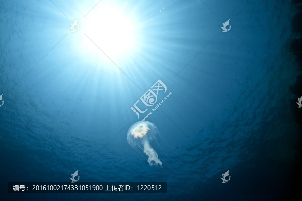 海洋；太陽和發(fā)光水母