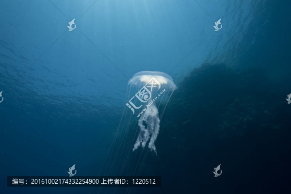 海洋；太陽和發(fā)光水母