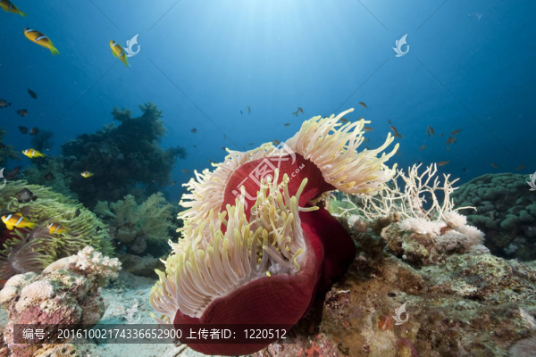 海洋珊瑚和海葵；