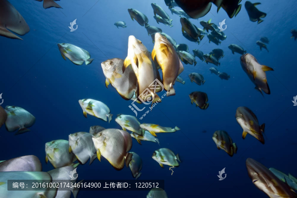 海洋和圓形的魚