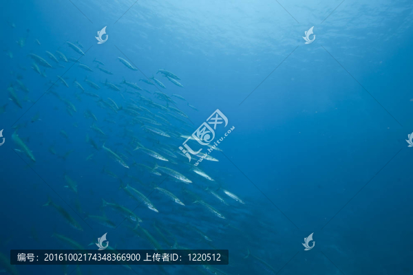 海洋和大梭魚