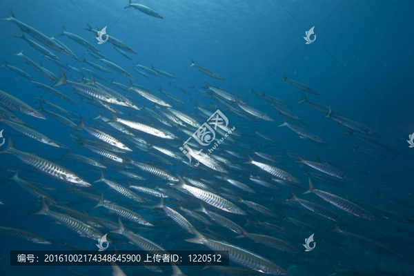 海洋和大梭魚