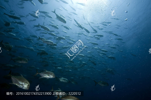 海洋和巨鲹