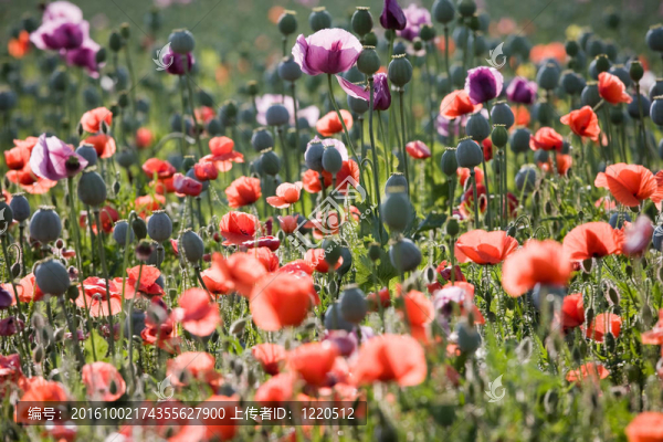 罌粟花開(kāi)