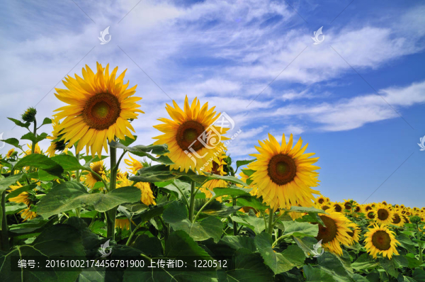 向日葵花田