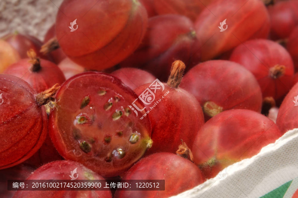 紅醋栗