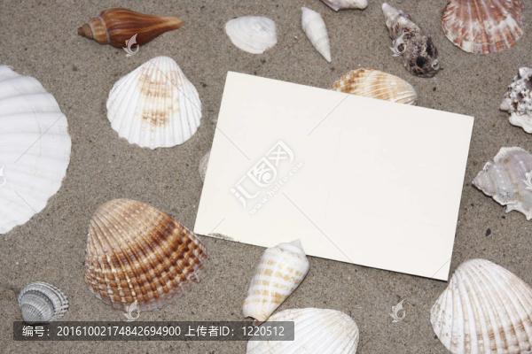 海灘上的貝殼