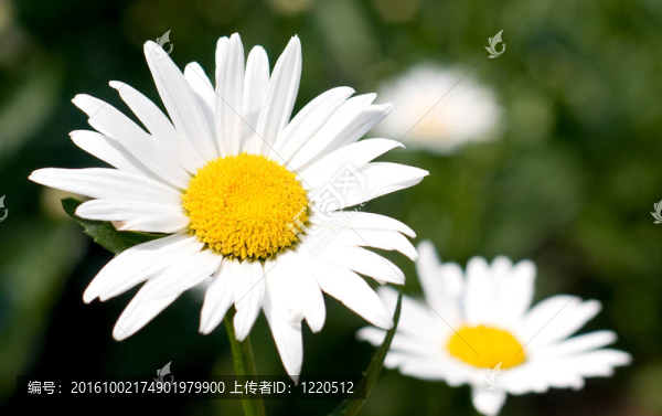 camomiles