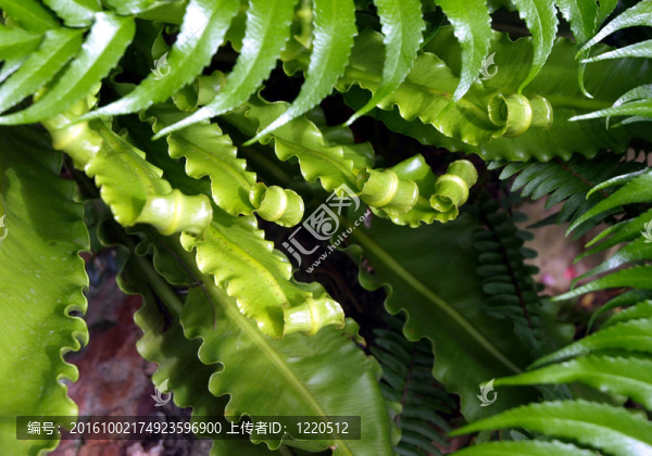 綠色植物展開新的增長