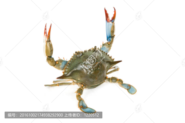 藍(lán)蟹