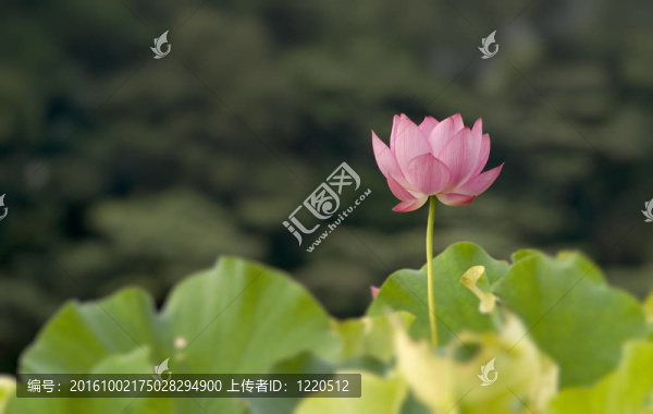 美麗的荷花