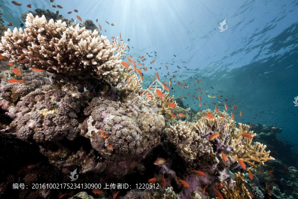 海洋；珊瑚和太陽