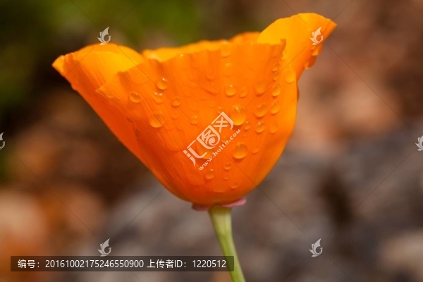 加利福尼亞罌粟