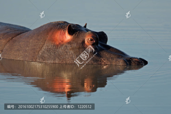 河馬