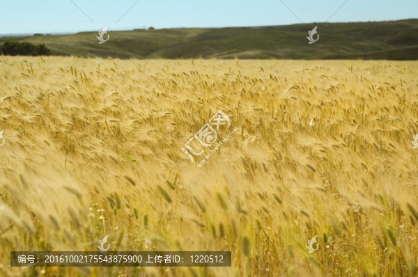 麥田