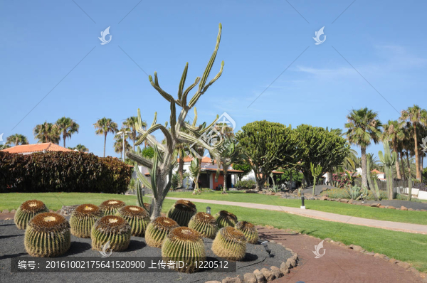 在卡萊塔德菲斯泰仙人掌花園；富埃特文圖拉島