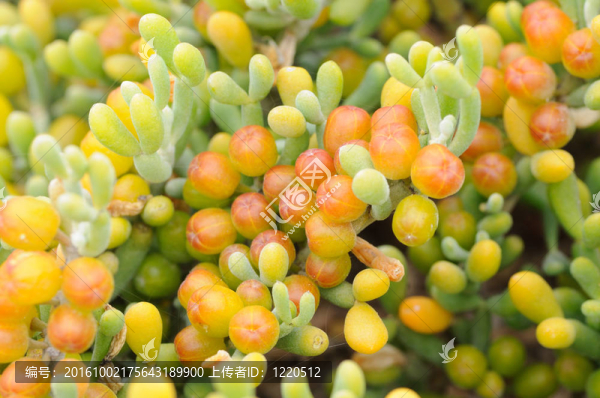 在富埃特文圖拉島鹽化草甸多汁植物特寫；西班牙