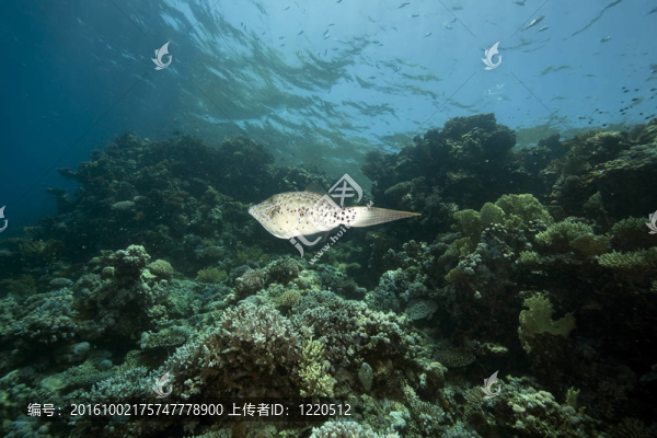 海洋；珊瑚和鲀魚