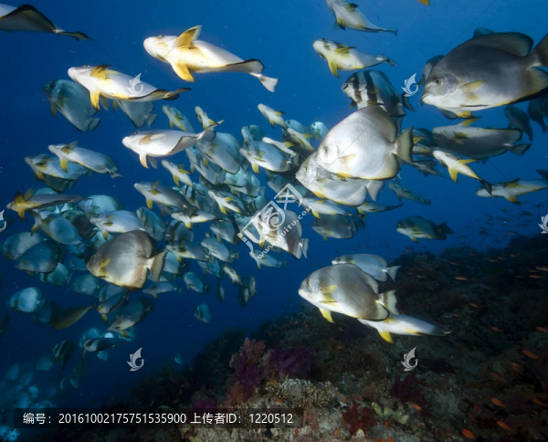 海洋珊瑚魚和圓形；