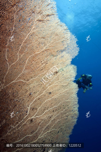 海洋；陽光和海風(fēng)
