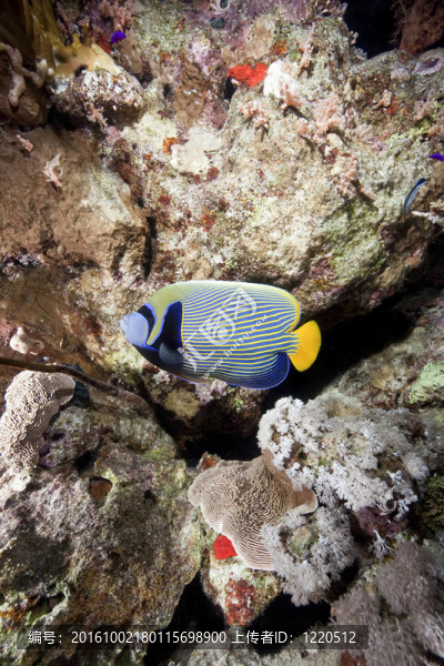 海洋和皇帝神仙魚(yú)