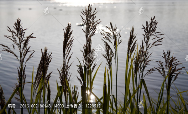 背光的草對(duì)清晨的湖