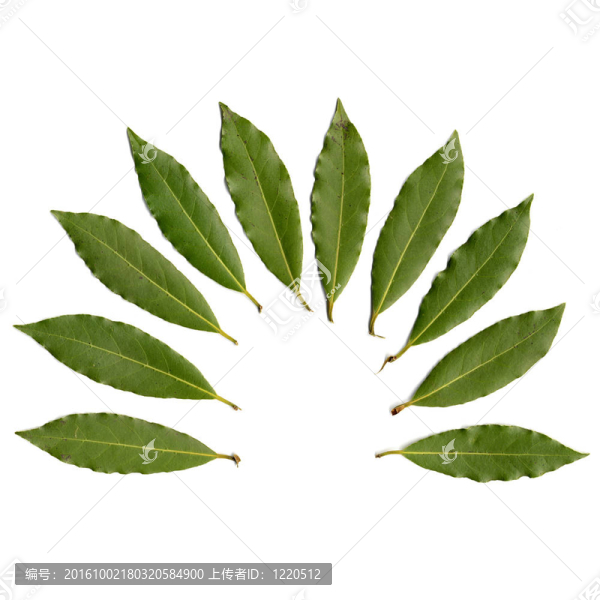 月桂屬