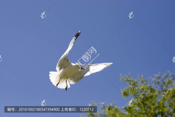 海鷗在飛行3。