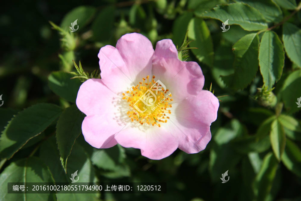 野玫瑰