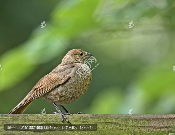 雌性褐頭牛鸝（Molothrus,ATER）