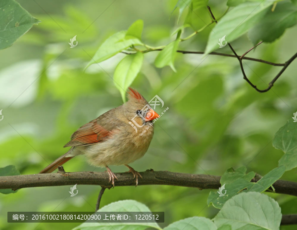 女主（Cardinalis,cardinalis）