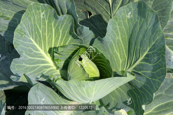 綠色卷心菜