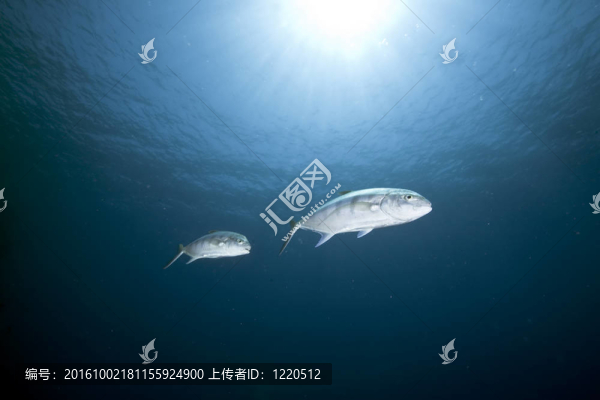 海洋；太陽和魚