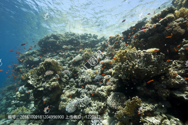 海洋；珊瑚和魚