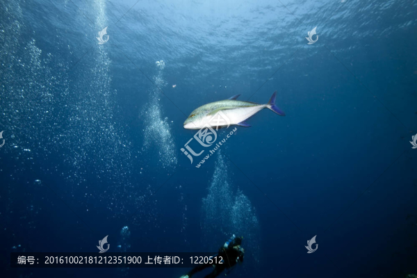 海洋；太陽(yáng)和魚