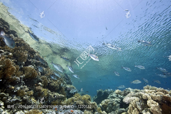 海洋；太陽和魚