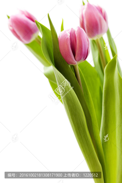 新鮮郁金香花束