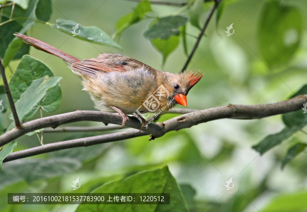 女主（Cardinalis,cardinalis）