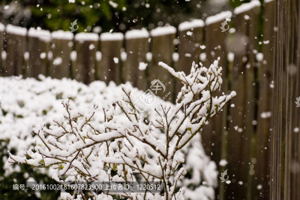 樹枝和籬笆上的雪