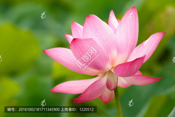 美麗的荷花
