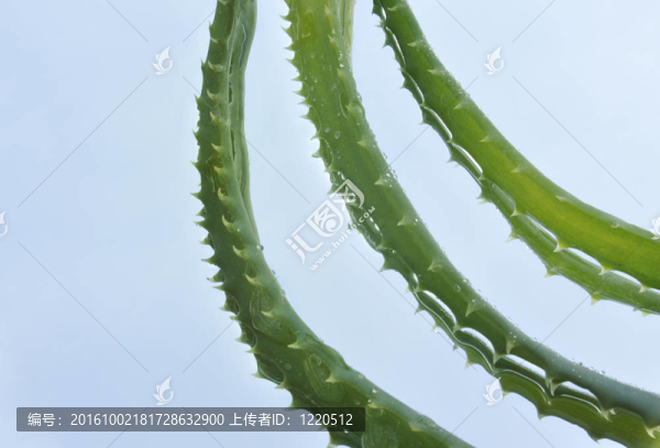 蘆薈葉在藍(lán)色背景