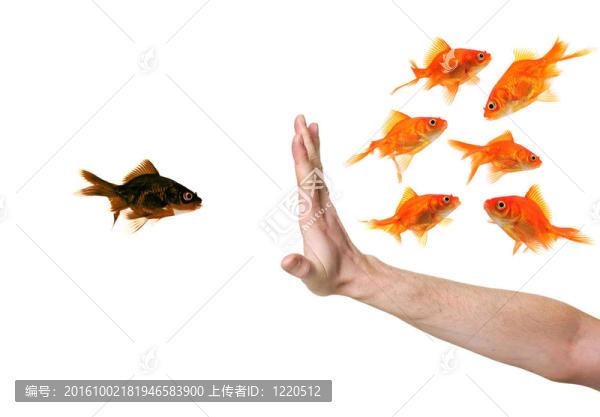 手工鑒別黑金魚