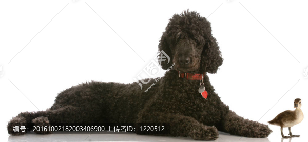 標(biāo)準(zhǔn)貴賓犬和鴨