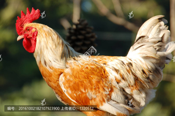 自由放養(yǎng)的雞